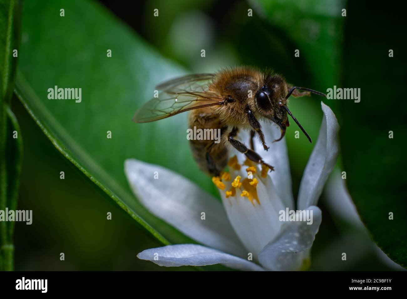 Abeille sur une fleur blanche Banque D'Images