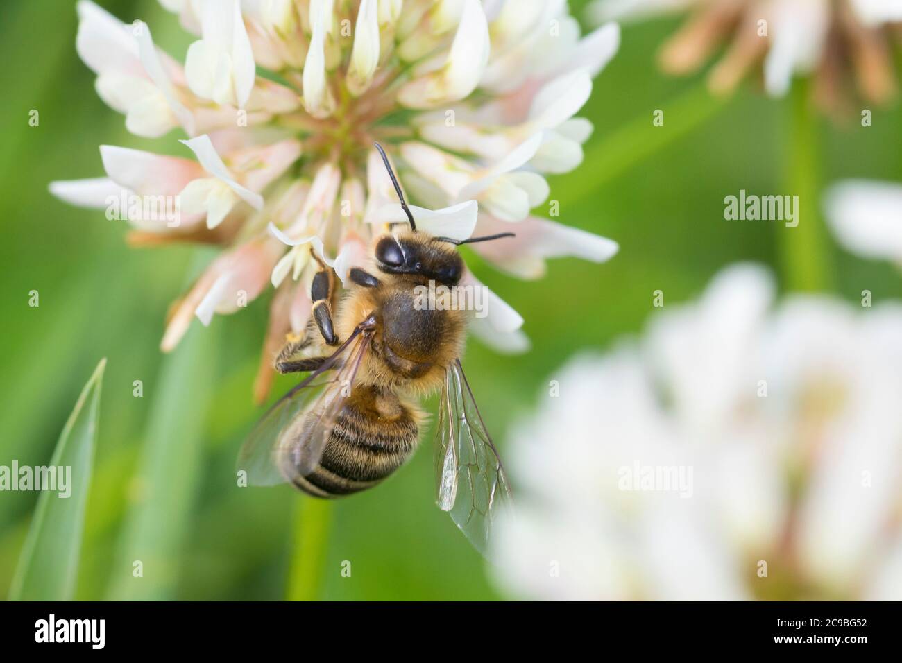 Honigbiene, Honig-Biene, Europäische Honigbiene, Westliche Honigbiene, Bienen, APIs mellifera, APIS mellifica, abeille, abeille, abeille, Hive, Hon occidental Banque D'Images