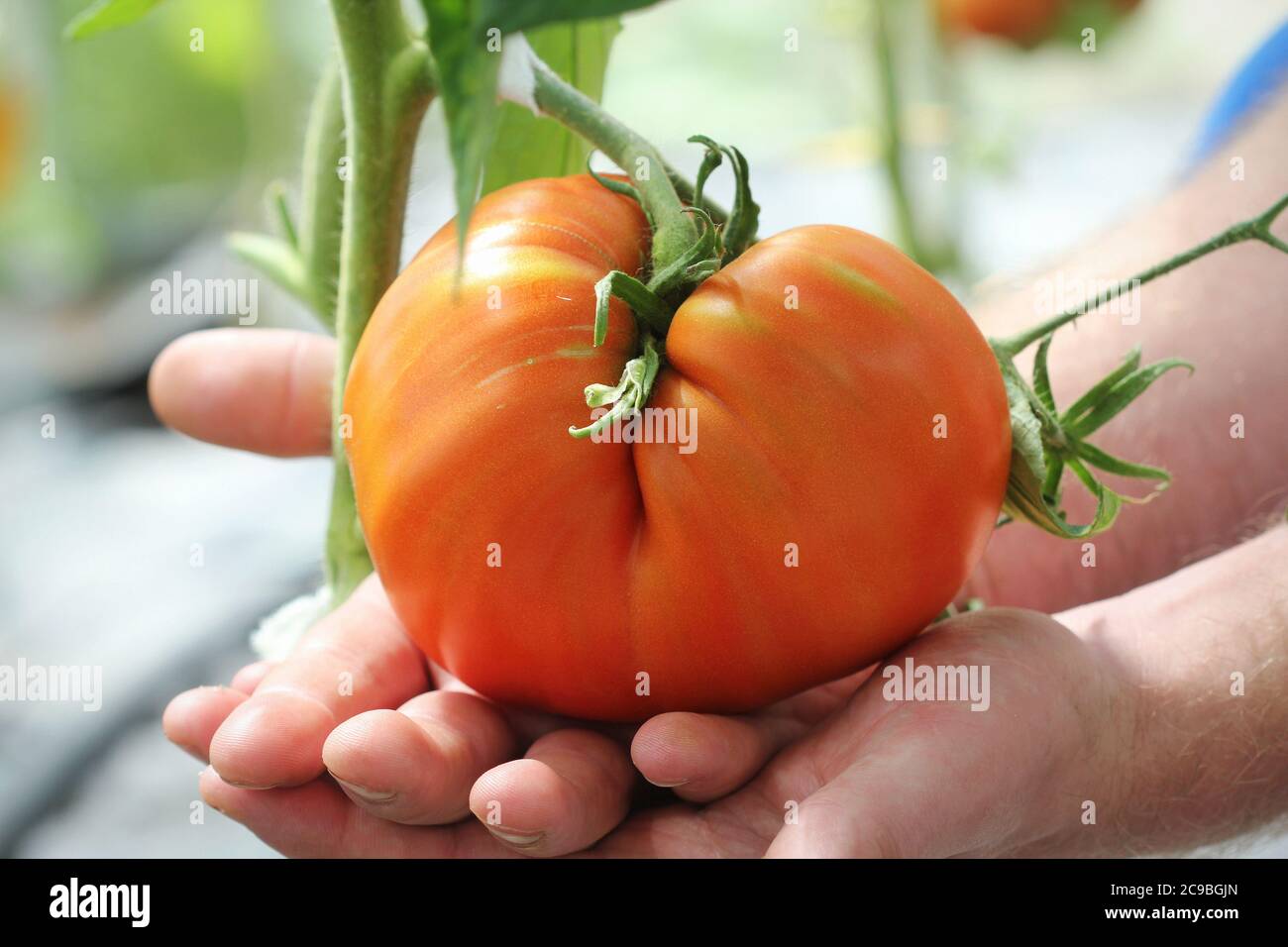 Grosse tomate de bœuf dans les mains des agriculteurs Banque D'Images