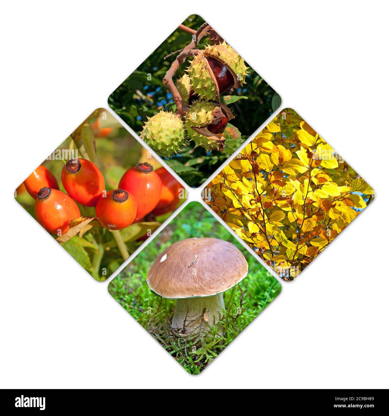 Automne dans un collage Banque D'Images