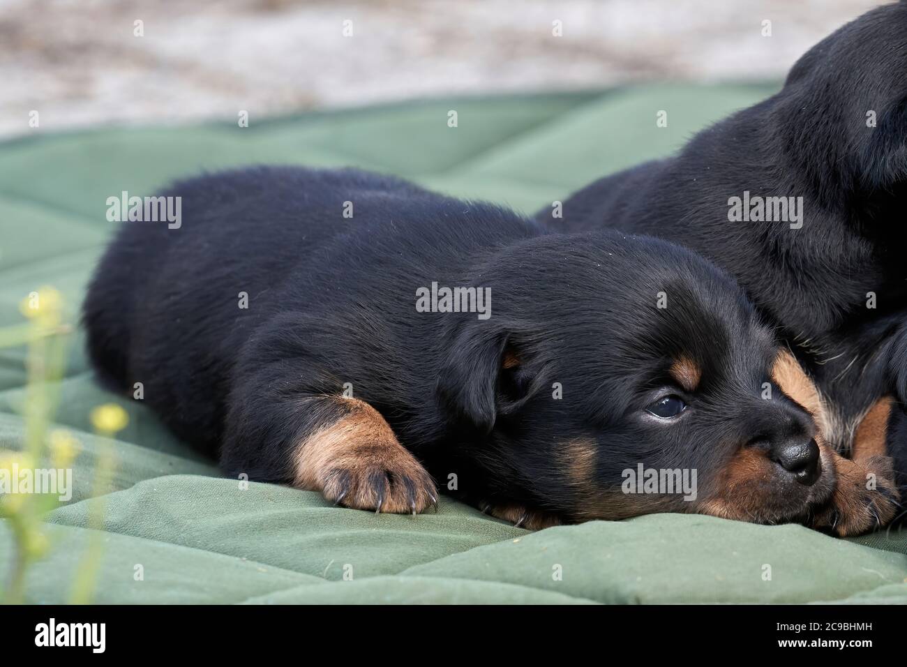 Chiots Jack Russell Terrier. Portrait en gros plan, couchez-vous sur un chiffon vert Banque D'Images