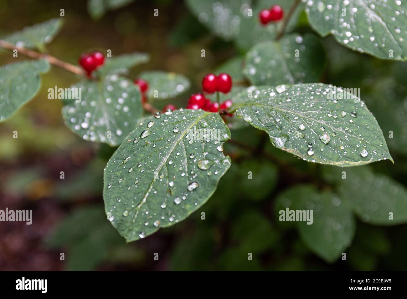Des perles d'eau sur les feuilles de Lonicera xylosteum, avec des baies rouges brillantes en arrière-plan hors foyer. Plante également connue sous le nom de feuille de miel de mouche ou de pin de mouche. Banque D'Images