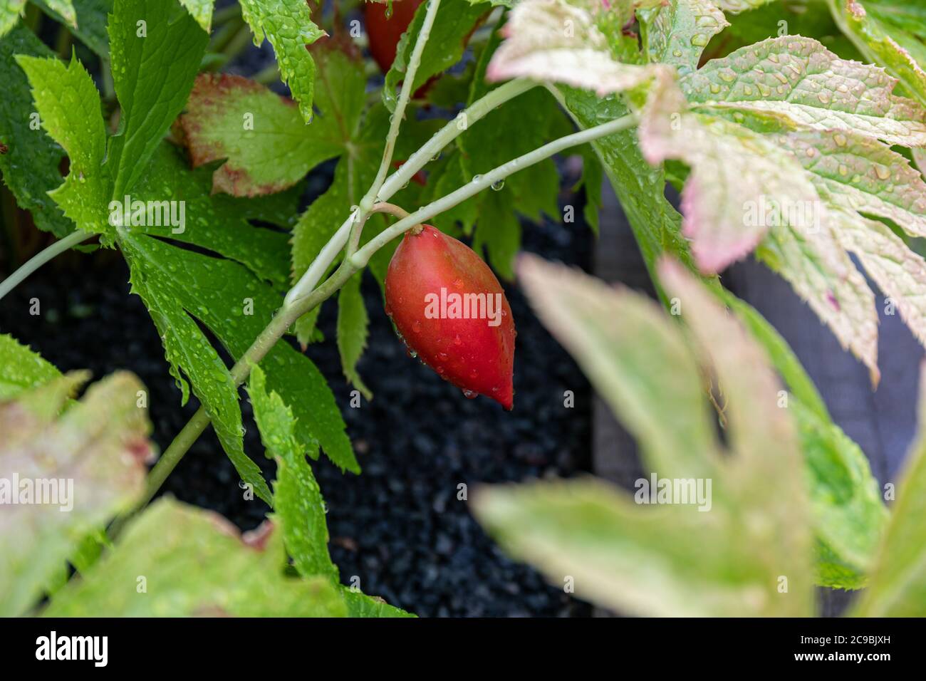 Le fruit mûr rouge-orange de Podophyllum hexandrum ou Sinopodophyllum hexandrum également connu sous le nom d'Himalayan peut pomme ou l'Indien peut pomme Banque D'Images