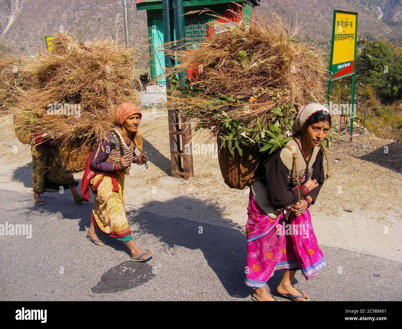 Les femmes transportant de lourdes charges de bois de chauffage, Himalaya, chaîne de montagnes de l'Himalaya avec le Gange qui coule à travers elle. Banque D'Images
