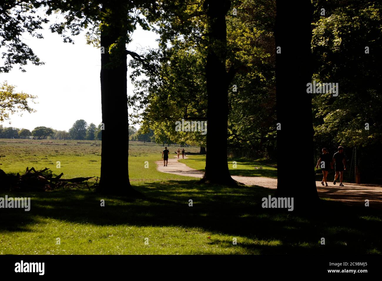 Tamsin Trail par Sheen Wood, Richmond Park, Londres, Royaume-Uni Banque D'Images