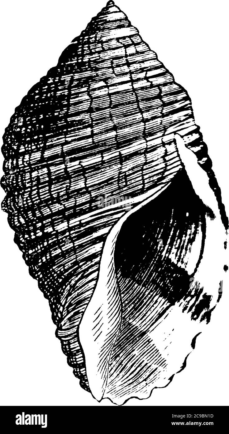 Une coque de mer dure et en forme de tourbillon, habituellement créée par des animaux de mer qui vivent dans la mer, dessin de ligne vintage ou illustration de gravure. Illustration de Vecteur