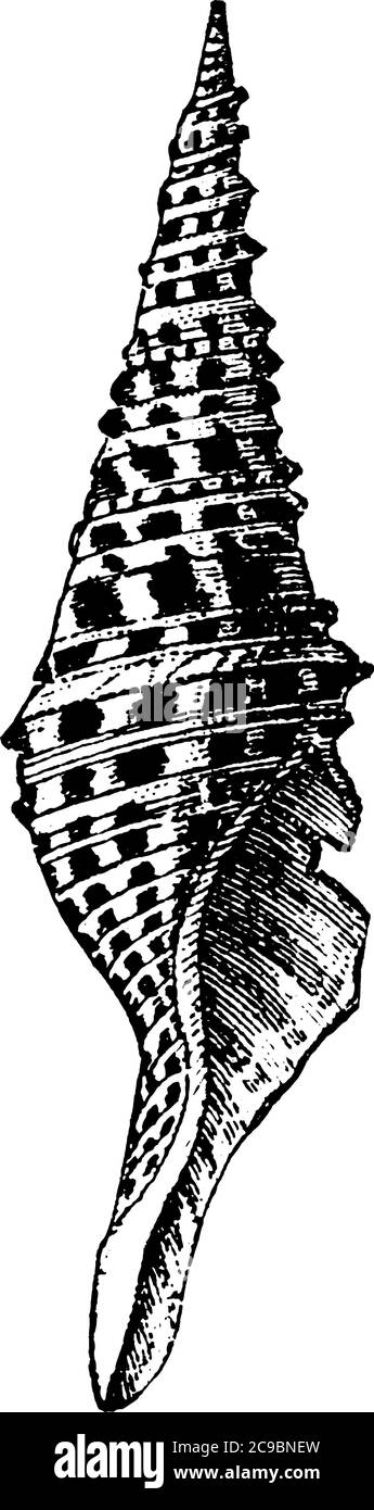 Une représentation typique du bord de mer, qui est long, dur et mince, créé par des animaux qui vivent dans la mer, vintage dessin de ligne ou gravure i Illustration de Vecteur