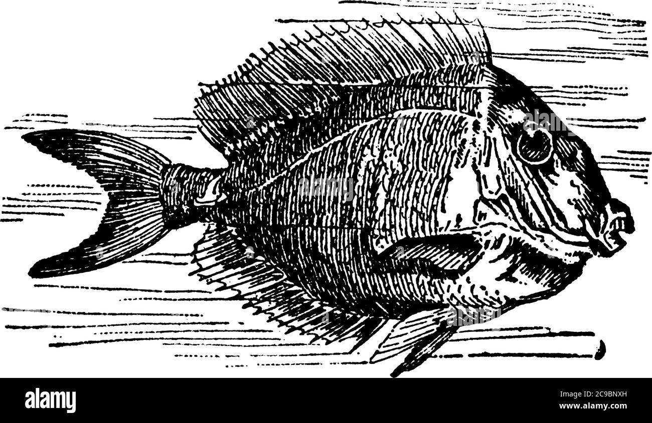 Le poisson-chirurgien, genre Acanthurus, de la colonne vertébrale en forme de lancette, aiguisée, érectile, avec laquelle chaque côté de la queue est armé. Dans les premiers stades de leur Illustration de Vecteur
