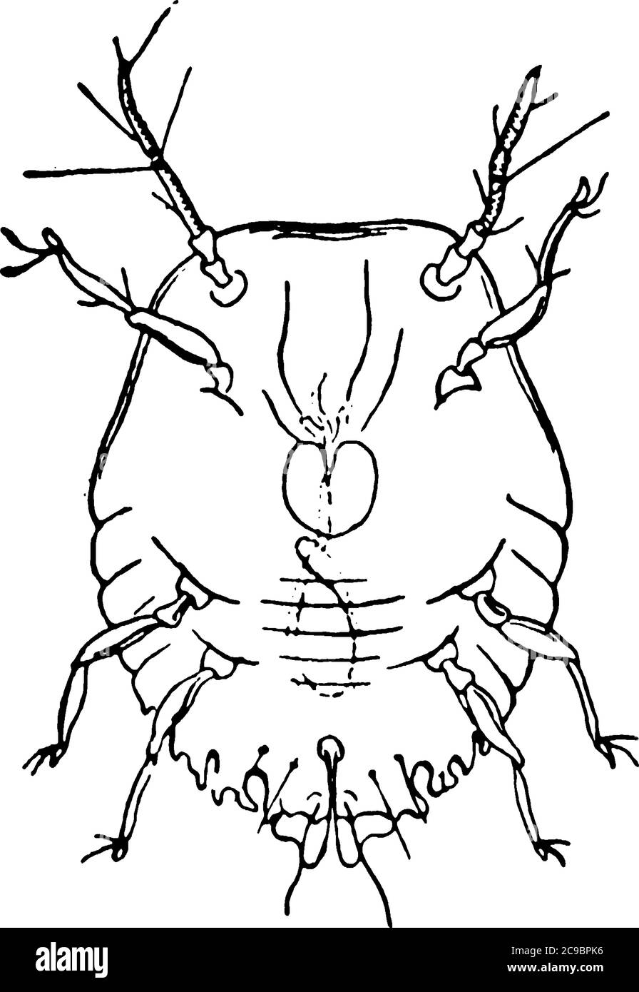 Stade larve de l'insecte de l'échelle, ils se nourrissent sur une large gamme de plantes hôtes., dessin de ligne vintage ou illustration de gravure. Illustration de Vecteur