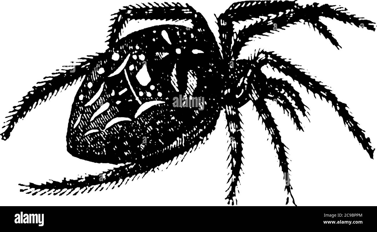 Les araignées-Araneae ont huit pattes et des chélicerae avec des fangs capables d'injecter du venin, un dessin de ligne vintage ou une illustration de gravure. Illustration de Vecteur