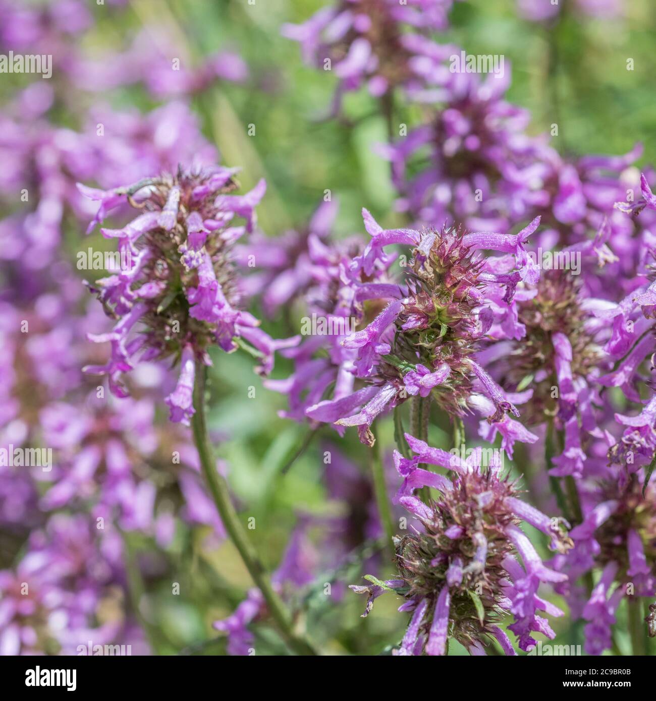 Fleurs violettes de Betony / Betonica officinalis. Ancienne plante  médicinale bien connue utilisée dans les remèdes à base de plantes  médicinales et la médecine de cack Photo Stock - Alamy