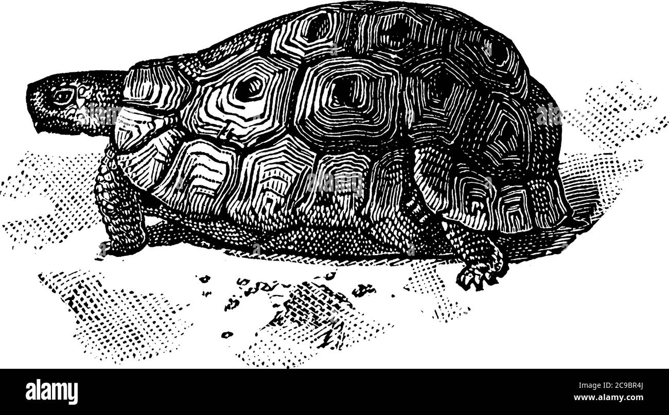 Une espèce africaine de tortue, caractérisée par une coquille osseuse ou cartilagineuse spéciale développée à partir de leurs côtes et agissant comme un bouclier, ligne vintage dr Illustration de Vecteur