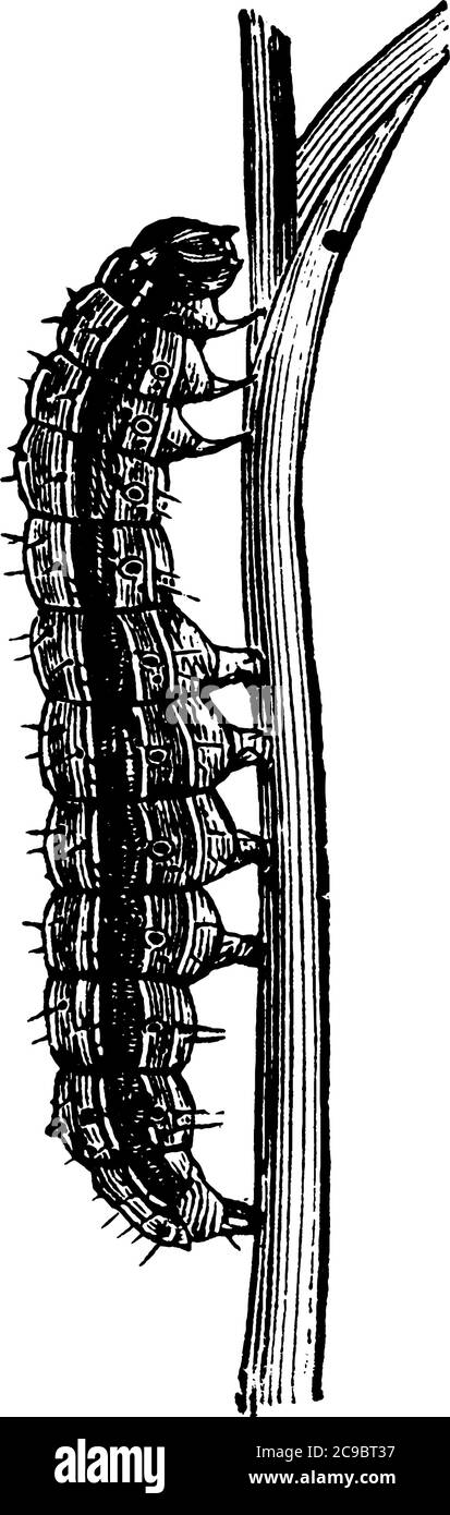 La représente un ver de l'armée de blé, dans son stade larvaire, avec des marques en y plus grandes et inversées sur sa tête et une bande sombre s'orientant vers le centre Illustration de Vecteur