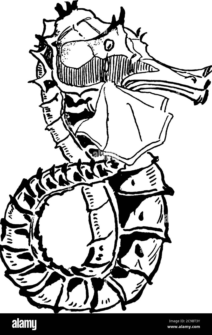 Un petit poisson marin du genre Hippocampe avec des cols tordus et de longues têtes criées, suivi de leur tronc et de leur queue distincts et n'ont pas d'échelle Illustration de Vecteur