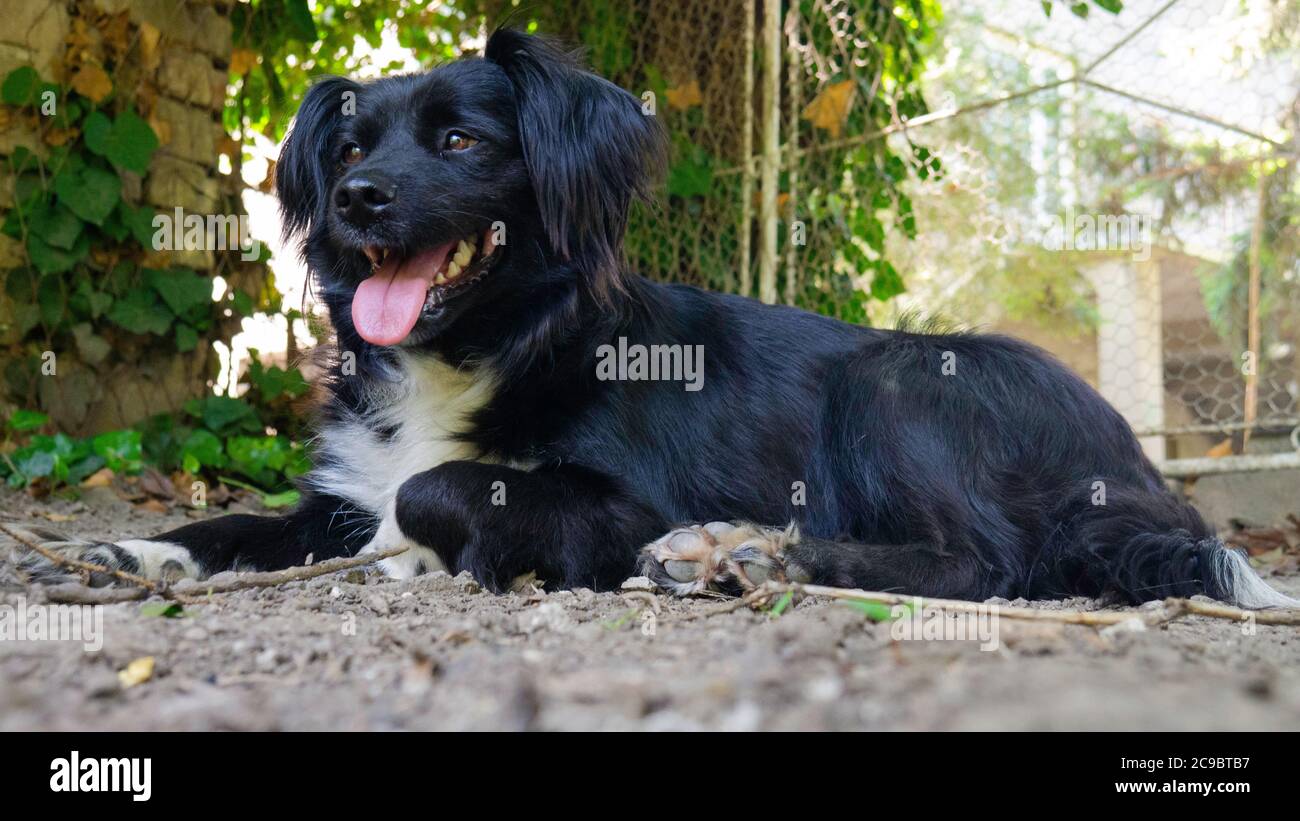 Magnifique chien noir et blanc à fourrure longue dans la cour. Banque D'Images