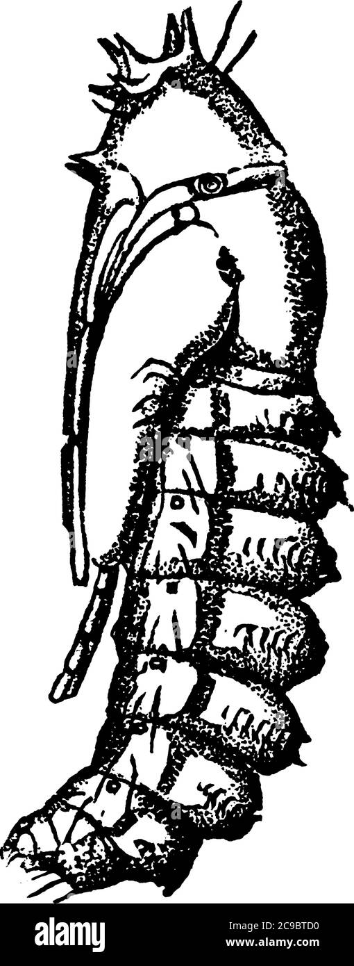 La pupa de la mouche, espèce Systaecus oreas, qui a une tête de capsule en forme de triangle et un corps segmenté, un dessin de ligne vintage ou une gravure illustrat Illustration de Vecteur