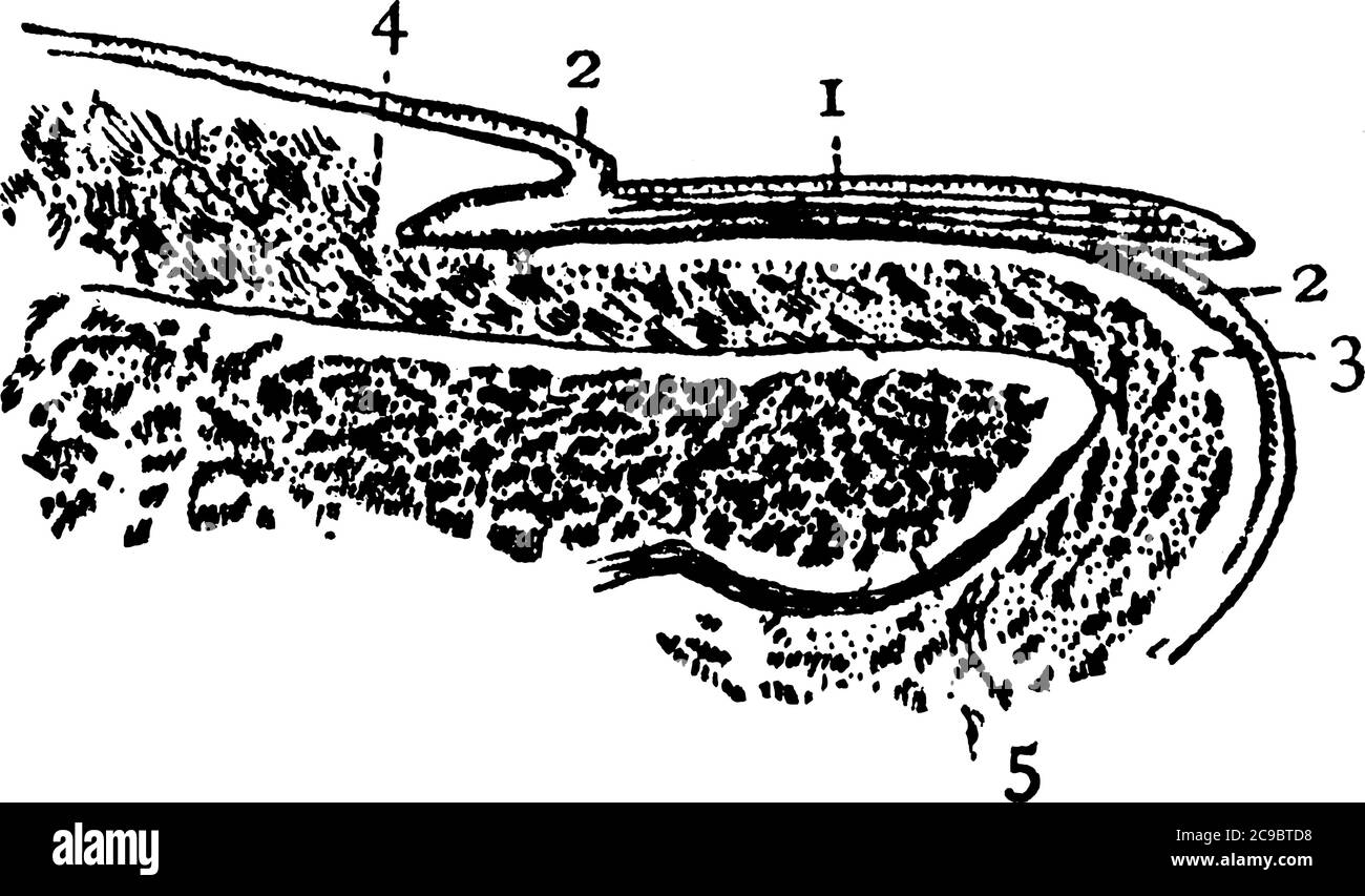 Représentation type de la section verticale à travers l'extrémité du doigt, '1, 2, 3, 4 et 5', représentant l'ongle, la cuticule, la cutis, la rainure de la cuticule à Illustration de Vecteur