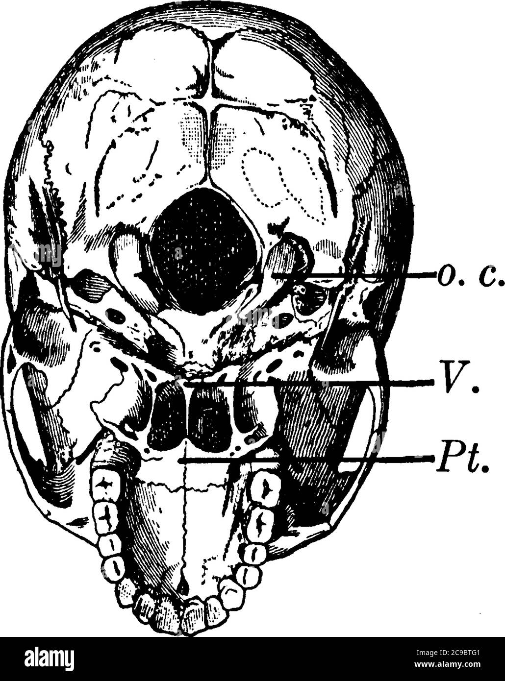 La mâchoire inférieure est déposée. Dans la partie inférieure de la figure se trouve le palais dur formant le toit de la bouche et entouré par la partie supérieure des dents, v Illustration de Vecteur
