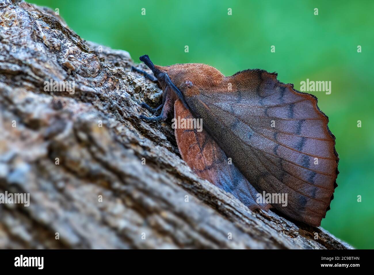 Lappet - Gastropacha quercifolia, espèce unique de moth de l'Euroasian Woodlands, Zlin, République Tchèque. Banque D'Images
