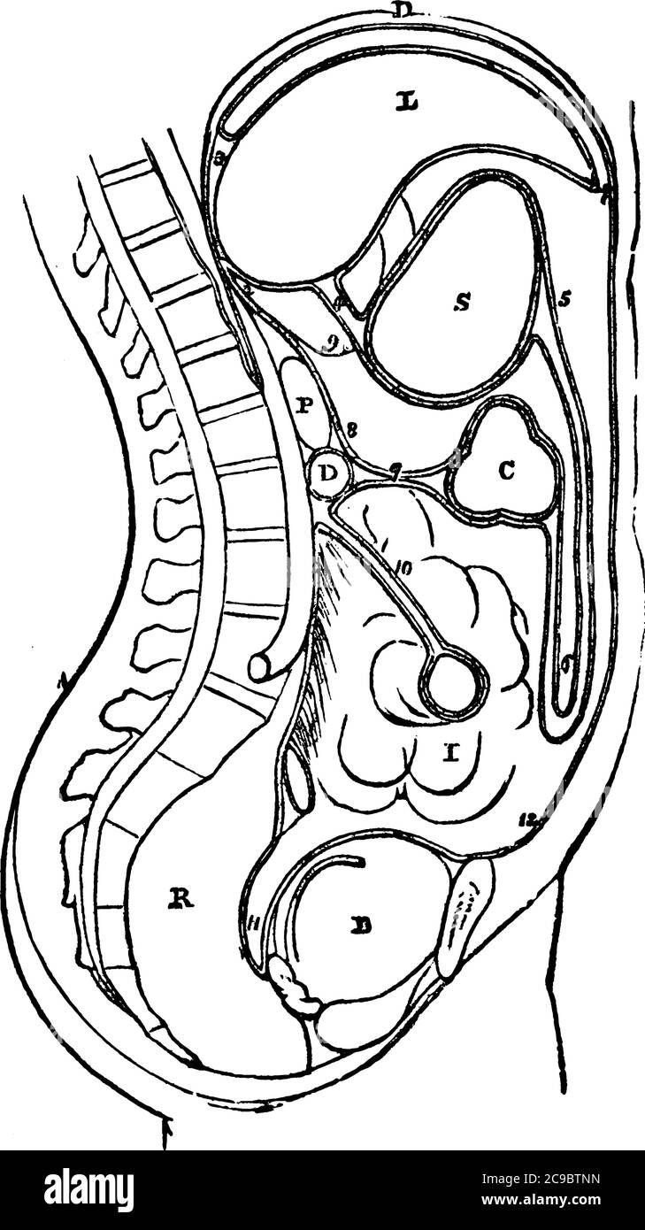 Le péritoine est une membrane mince qui tapisse les cavités abdominale et pelvienne, qui relie et soutient les organes internes, le dessin de ligne vintage ou engr Illustration de Vecteur