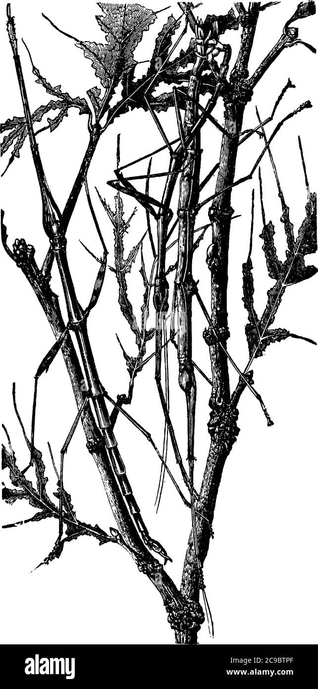 Diapheromera femorata- d, le mâle, et e la femelle.(bâtons de marche communs), dessin de ligne vintage ou illustration de gravure. Illustration de Vecteur