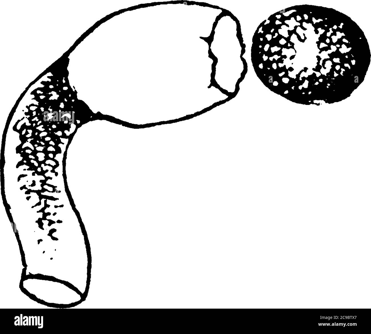 Vaucheria spore et nouvelle spore évoluant, dessin de ligne vintage ou illustration de gravure. Illustration de Vecteur
