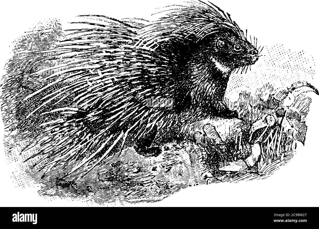 Une représentation typique d'un porc-épic, sont des animaux qui ont beaucoup de épines ou de quills, sur leur corps qui sont jusqu'à un pied long. Ils sont légèrement en place Illustration de Vecteur