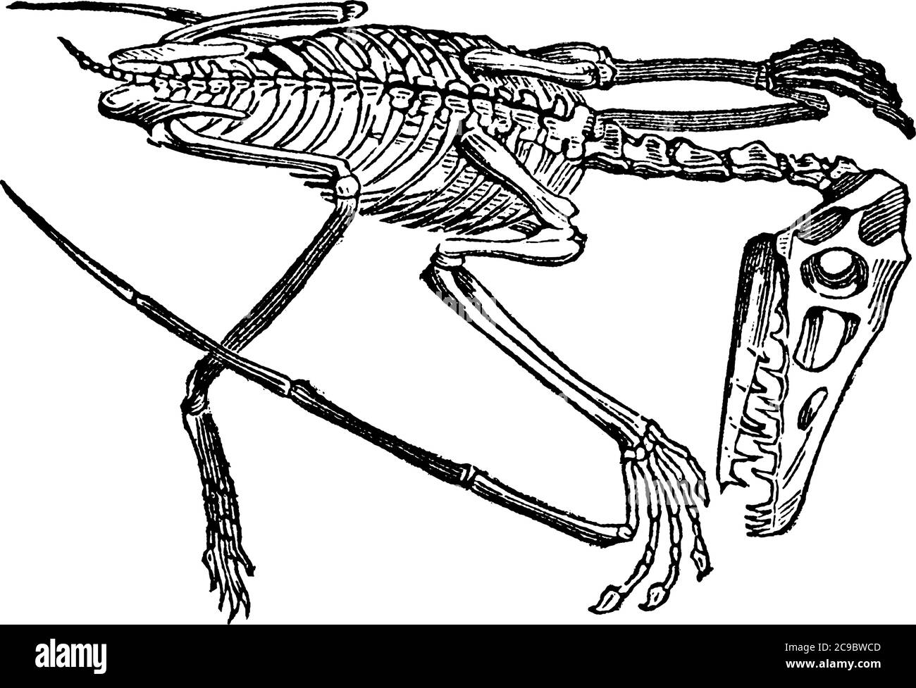 Le squelette de Pterodactyle, dessin de ligne vintage ou illustration de gravure. Illustration de Vecteur