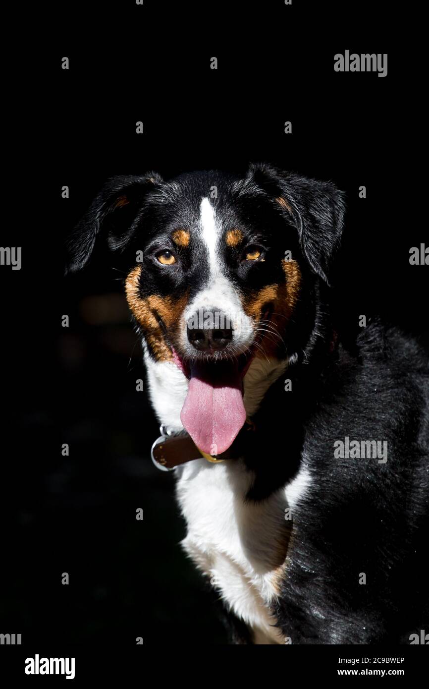 Portrait d'un chien de montagne d'Appenzell sur fond noir Banque D'Images