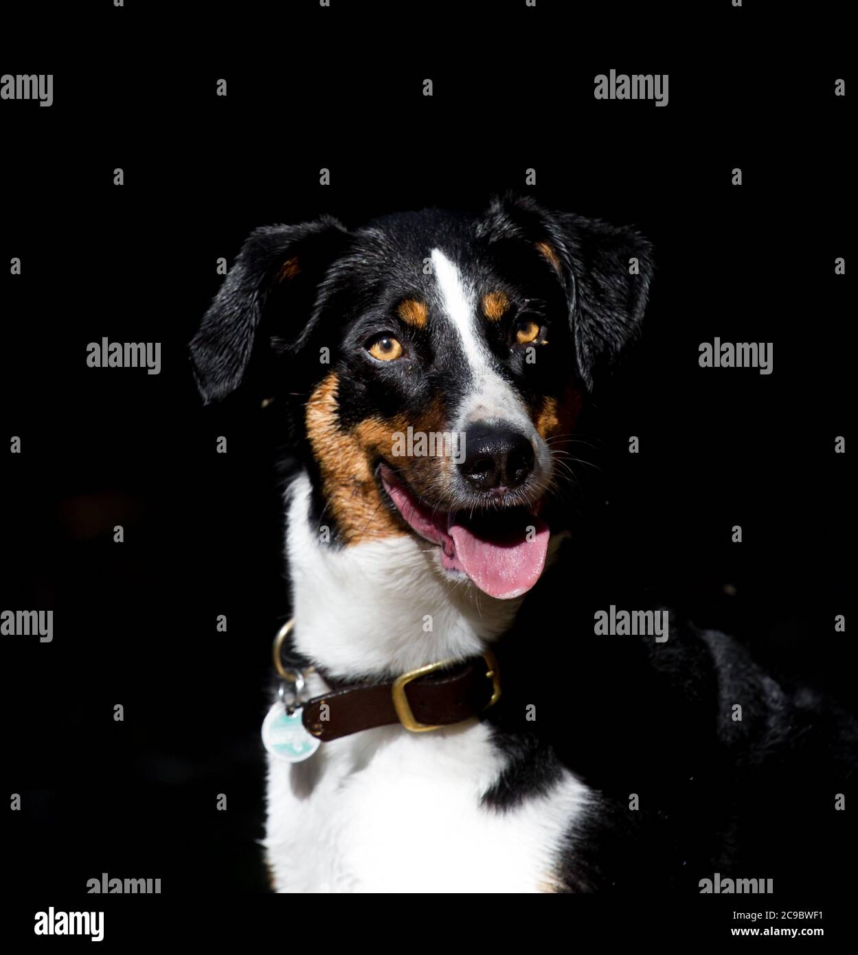 Portrait d'un chien de montagne d'Appenzell sur fond noir Banque D'Images