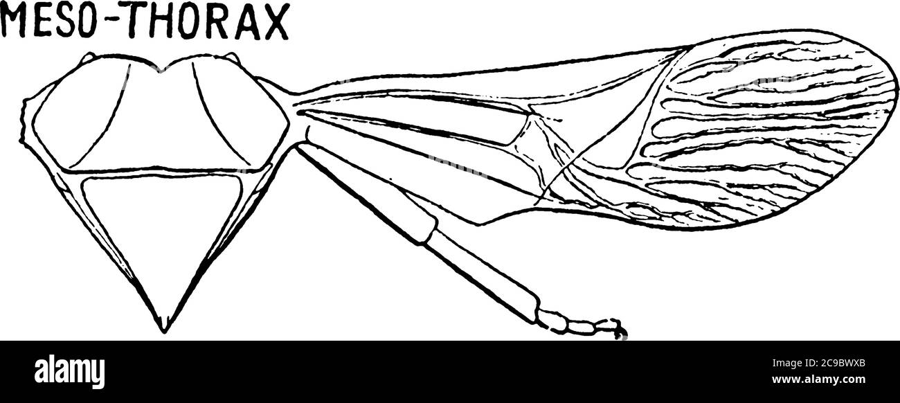 La section du corps de stik Bug après la tête est appelé thorax, ce diagramme montre la section de mésothorax., vintage dessin de ligne ou gravure illu Illustration de Vecteur
