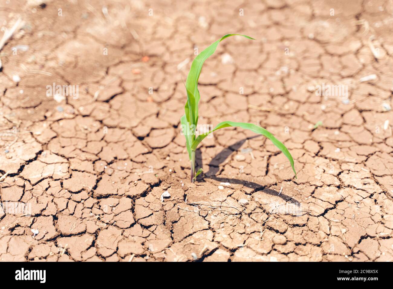 Les cultures de maïs souffrent de la sécheresse. Champ de maïs avec sol très sec. Champ de maïs sec en Turquie. Sécheresse extrême à Adana. Agriculture Banque D'Images