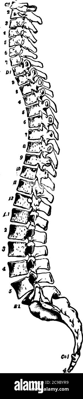 Vue latérale de la colonne vertébrale, avec les vertèbres numérotées, représentant les vertèbres cervicales, les vertèbres dorsales, les vertèbres lombaires, le sacrum et le coccyx, Illustration de Vecteur