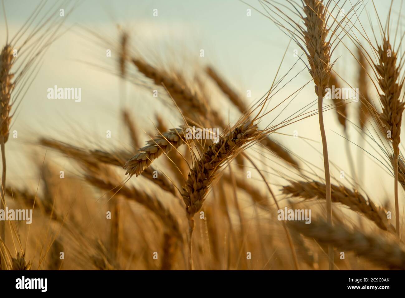 champ de blé doré en été. Gros plan sur les oreilles de blé doré Banque D'Images