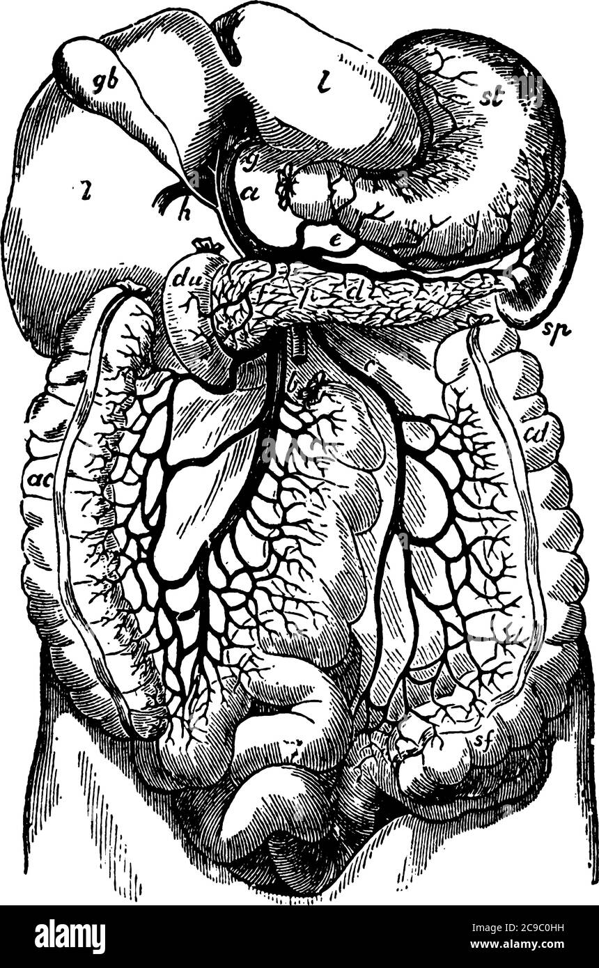 Représentation typique de la veine porte et de ses branches, avec ses parties étiquetées foie, vésicule biliaire, rate, estomac, pancréas, croissant an Illustration de Vecteur