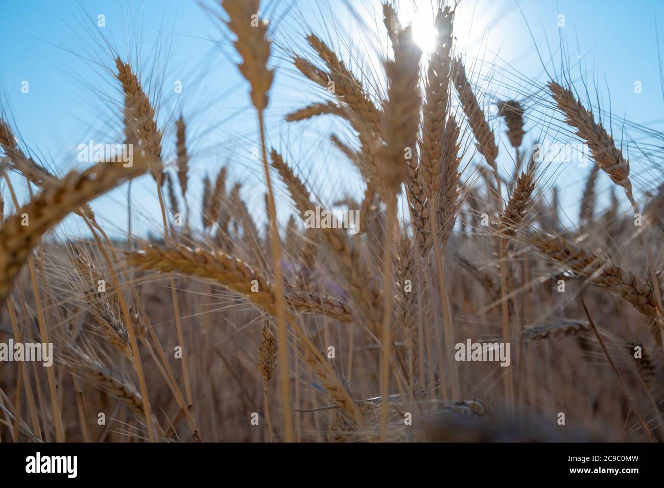 Mûres grandes oreilles dorées de blé contre le ciel bleu et le fond du soleil. Gros plan, nature. Riche récolte estivale Banque D'Images