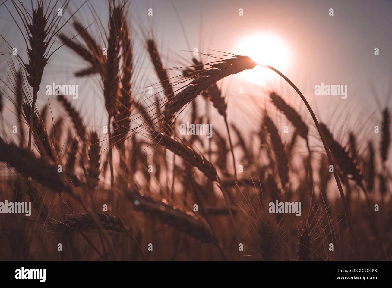 coucher de soleil dans le champ. Champ de blé. Gros plan sur les oreilles de blé doré Banque D'Images