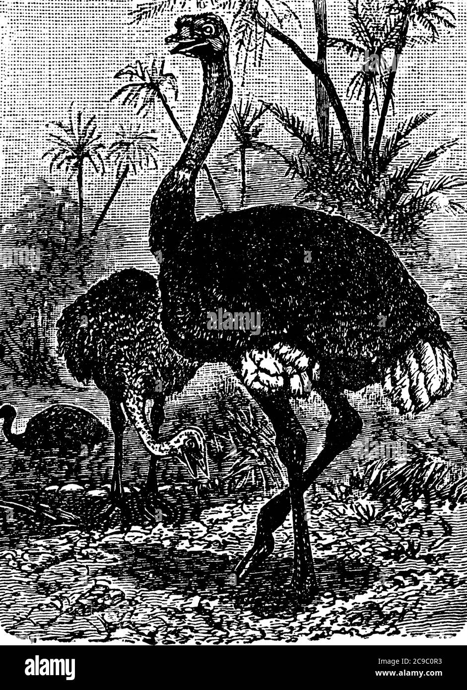 L'autruche commune, l'espèce Struthio camelus et l'autruche sont les plus grands oiseaux vivants, se tenant de six à huit pieds de hauteur, les ailes sont utilisées Illustration de Vecteur