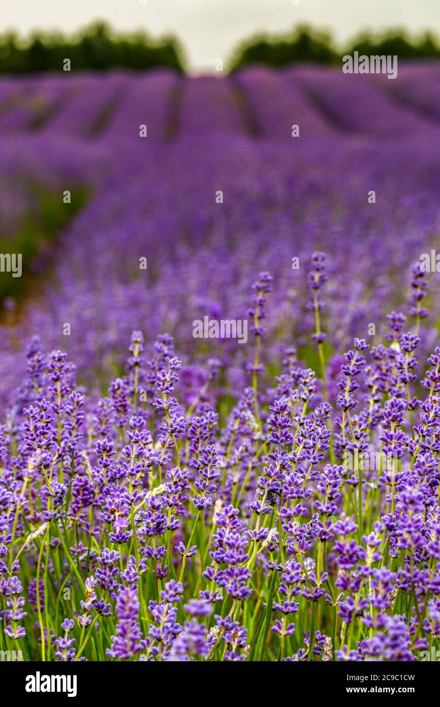 Détail des fleurs de lavande qui poussent dans un champ anglais Banque D'Images