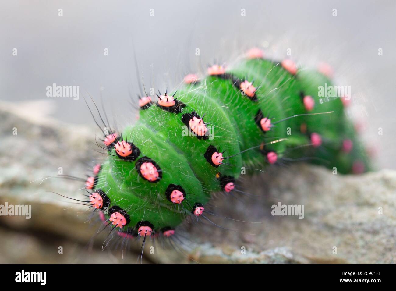 Chenille verte et poilue Banque de photographies et d’images à haute — free download