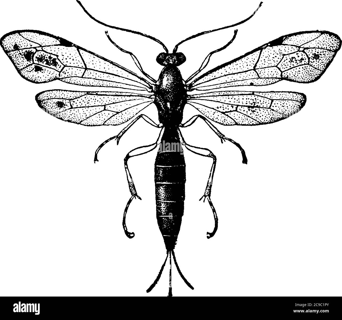 Une mouche adulte maigre de l'espèce, Pimpla Conquisitor, avec une tête et un corps plus foncés. Leurs avant-brewings et les ailes arrière ont une veine comme la structure passant par Illustration de Vecteur