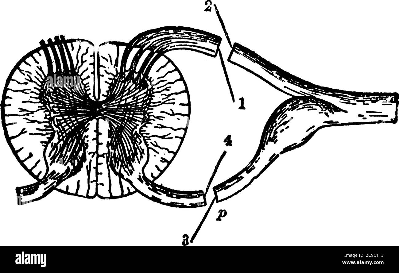 Figure des racines du nerf spinal, il s'agit de deux paires s'étendant de chaque segment de la moelle épinière, dessin de ligne vintage ou illustration de gravure. Illustration de Vecteur