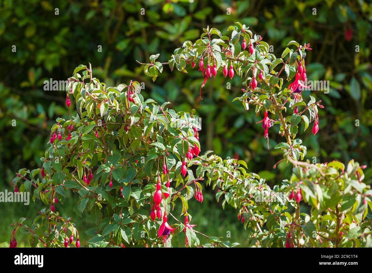Fleurs roses et pourpres de Fuchsia vivace Mrs Pople poussant dans un jardin anglais en juin Banque D'Images