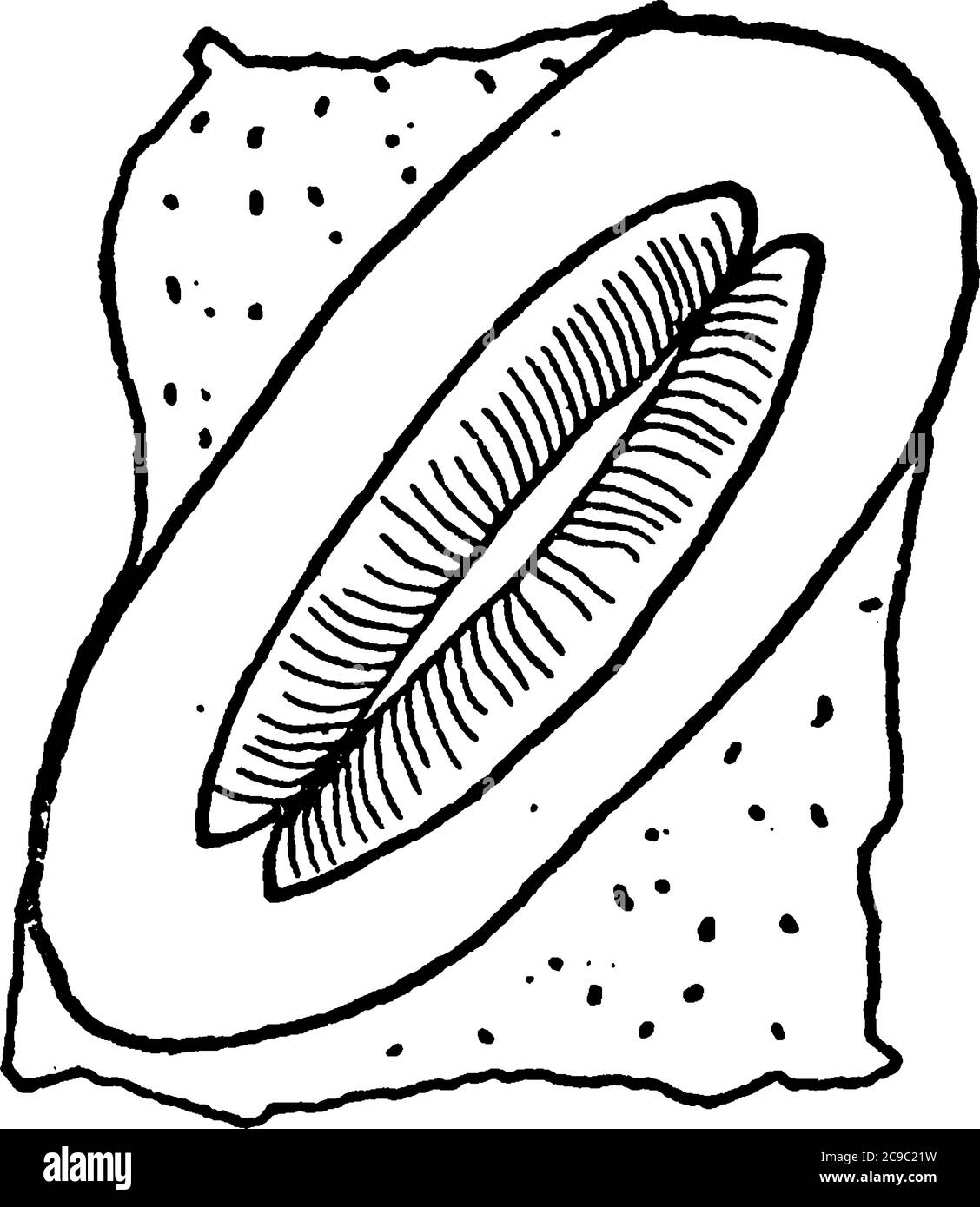 Ouvertures de respiration trouvées sur les surfaces d'insectes, dessin de ligne vintage ou illustration de gravure. Illustration de Vecteur