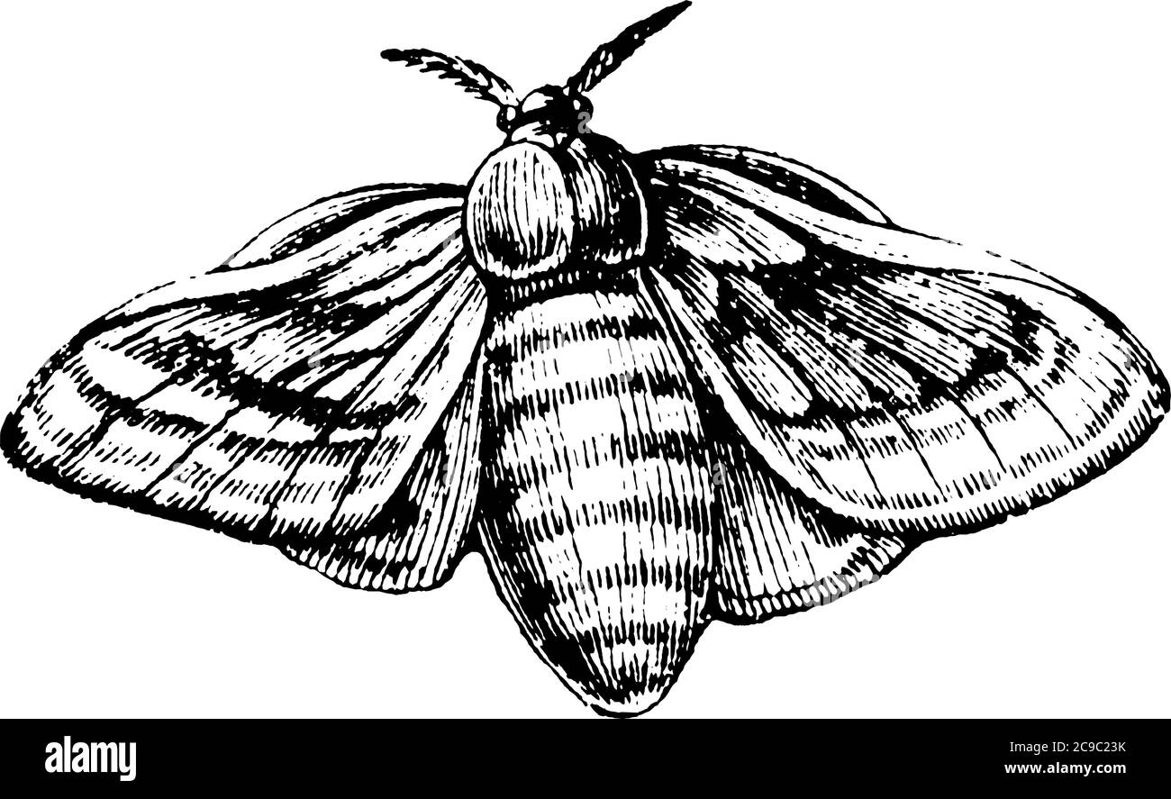 Le ver à soie est la larve ou la chenille de l'omanette domestique, Bombyx mori, dessin de ligne vintage ou illustration de gravure. Illustration de Vecteur