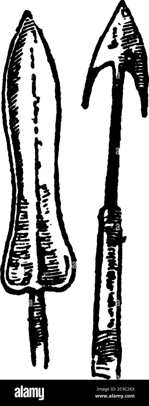 Fer de lance ouest-africain de deux formes et tailles différentes, dessin de ligne vintage ou illustration de gravure. Illustration de Vecteur