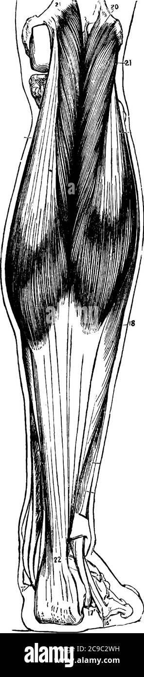 La vue superficielle du veau, avec ses parties étiquetées 22, 21, 18 et 16, représentant, tendo Achilis (talon d'Achille), gastrocnémius, olus, pe Illustration de Vecteur