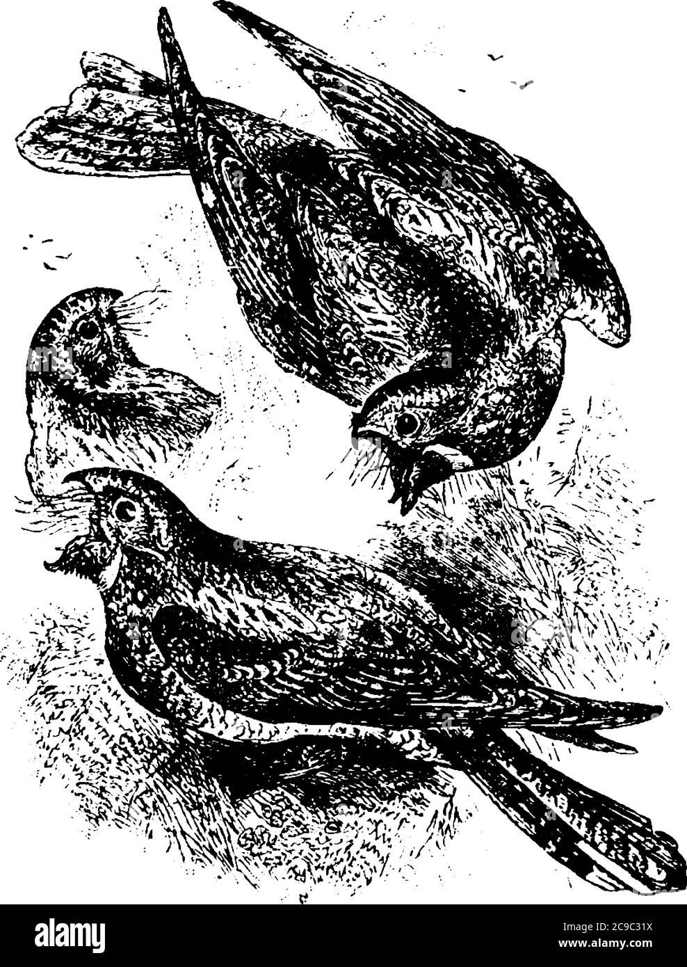 Whippoorwills sont de petits oiseaux volant avec des becs ouverts, dessin de ligne vintage ou illustration de gravure. Illustration de Vecteur