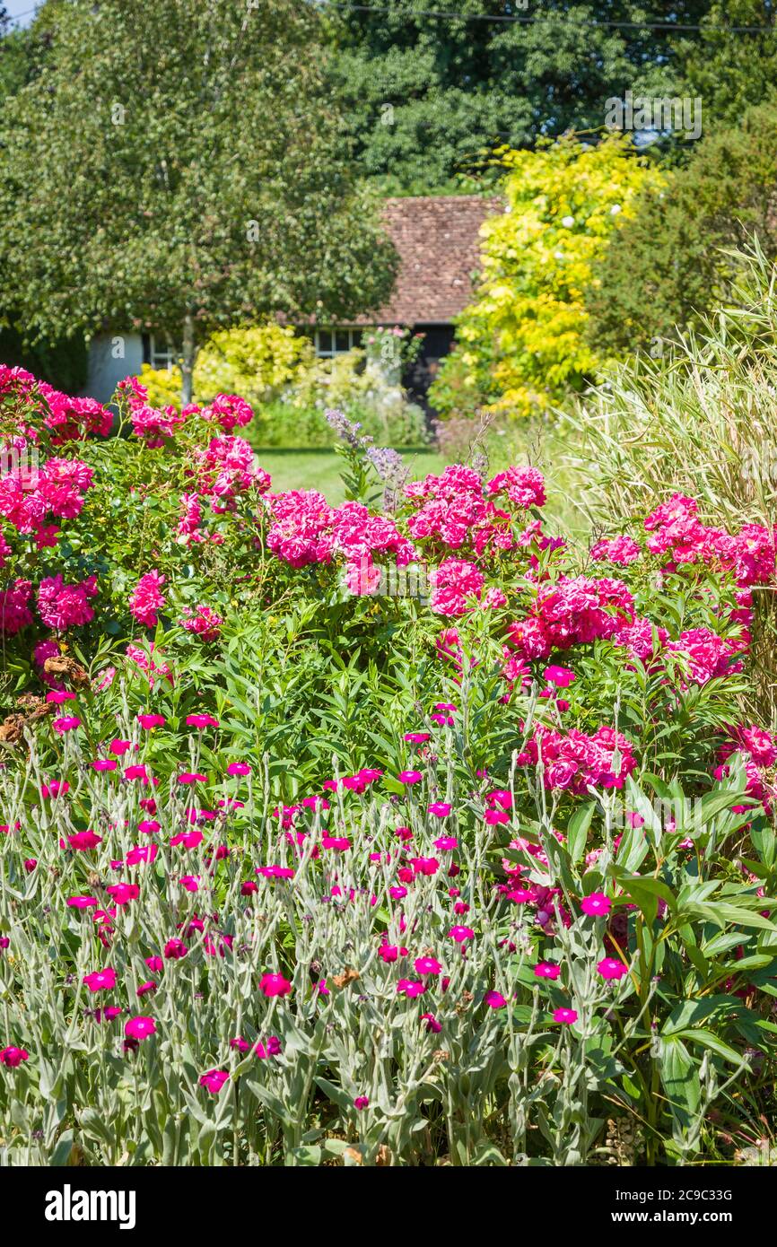 Une scène d'été dans un jardin anglais avec Lychnis coronaria en premier plan; Rosa Pink Flower Carpet et un paysage de pelouse et d'arbres au-delà de donner Banque D'Images