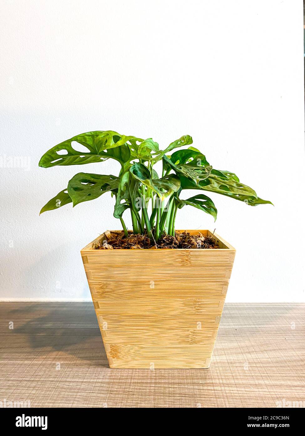 Monstera obliqua dans le pot d'arbre en bois Banque D'Images